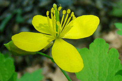 fleur de chélidoine pour l'élimination du papillome